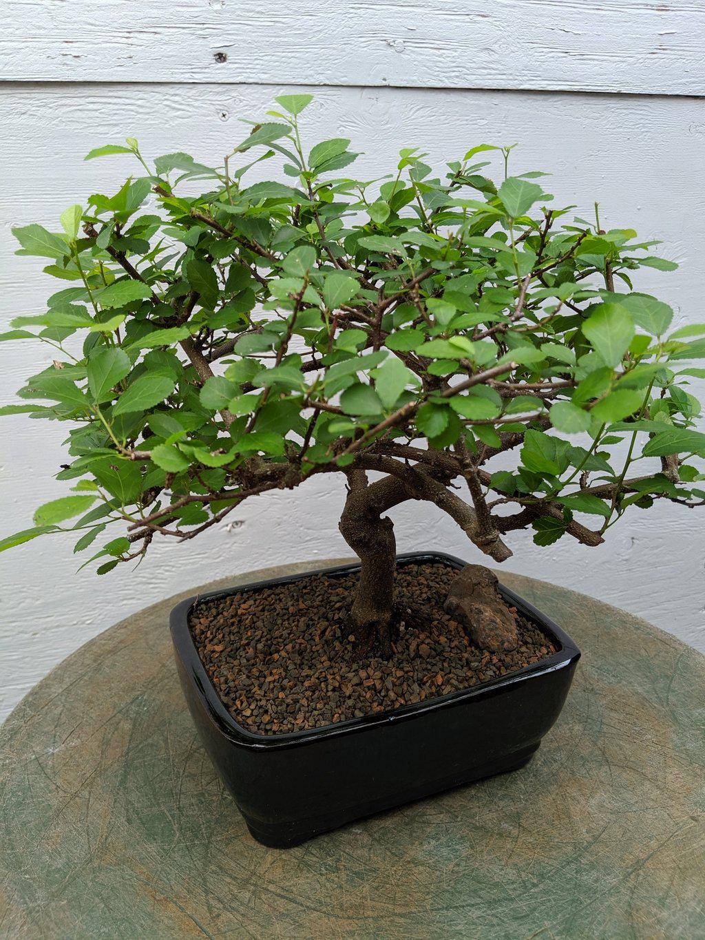 Lavender Star Bonsai Tree Branches