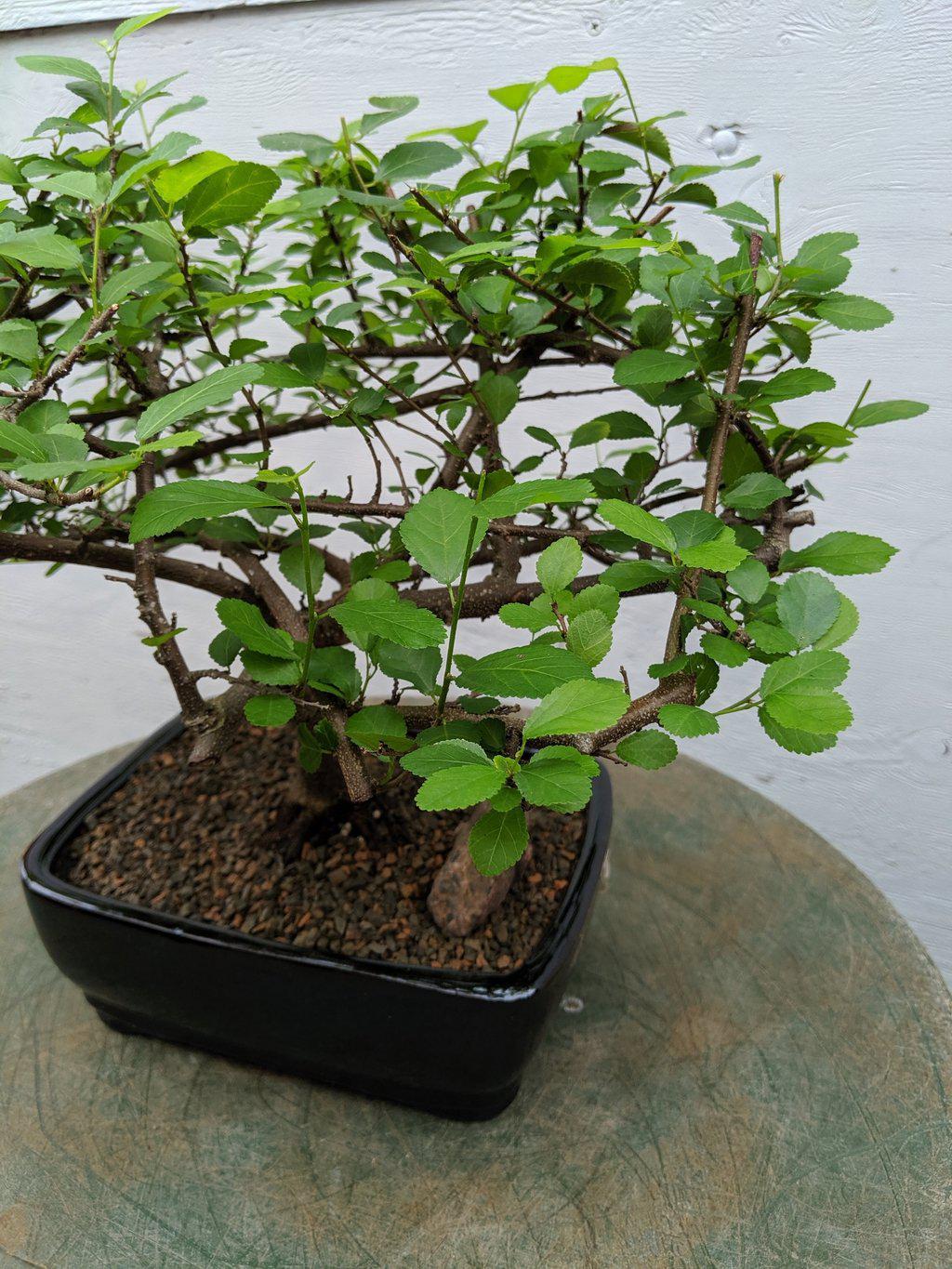 Lavender Star Bonsai Tree Canopy