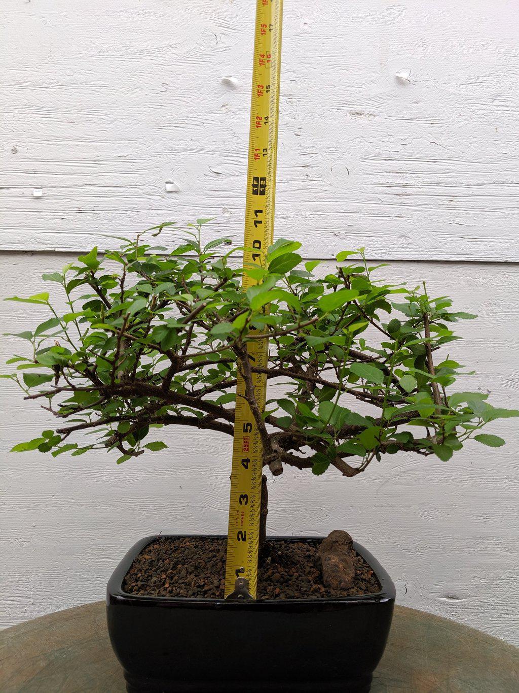 Lavender Star Bonsai Tree Size