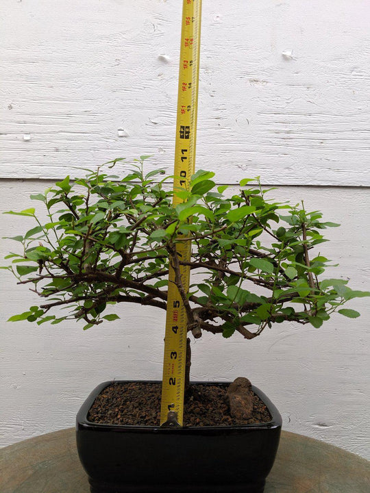 lavender star bonsai tree Lavender Star Bonsai Tree