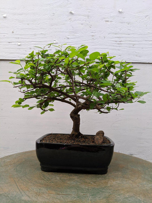 lavender bonsai tree Lavender Star Bonsai Tree