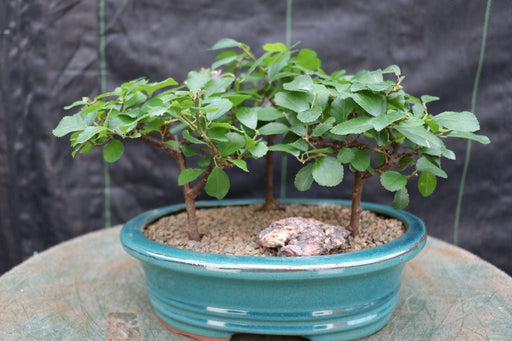 3 Tree Lavender Star Bonsai Tree Forest