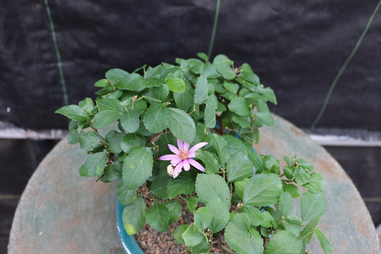 lavendar star flower Lavender Star Flower Bonsai 3 Tree Forest