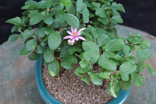 lavender star flower bonsai tree Lavender Star Flower Bonsai 3 Tree Forest