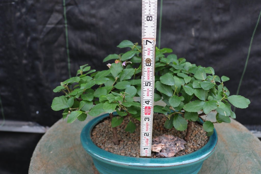 3 Tree Lavender Star Bonsai Tree Forest Height