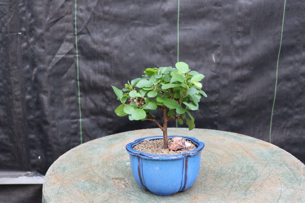 Small Lavender Star Bonsai Tree Profile