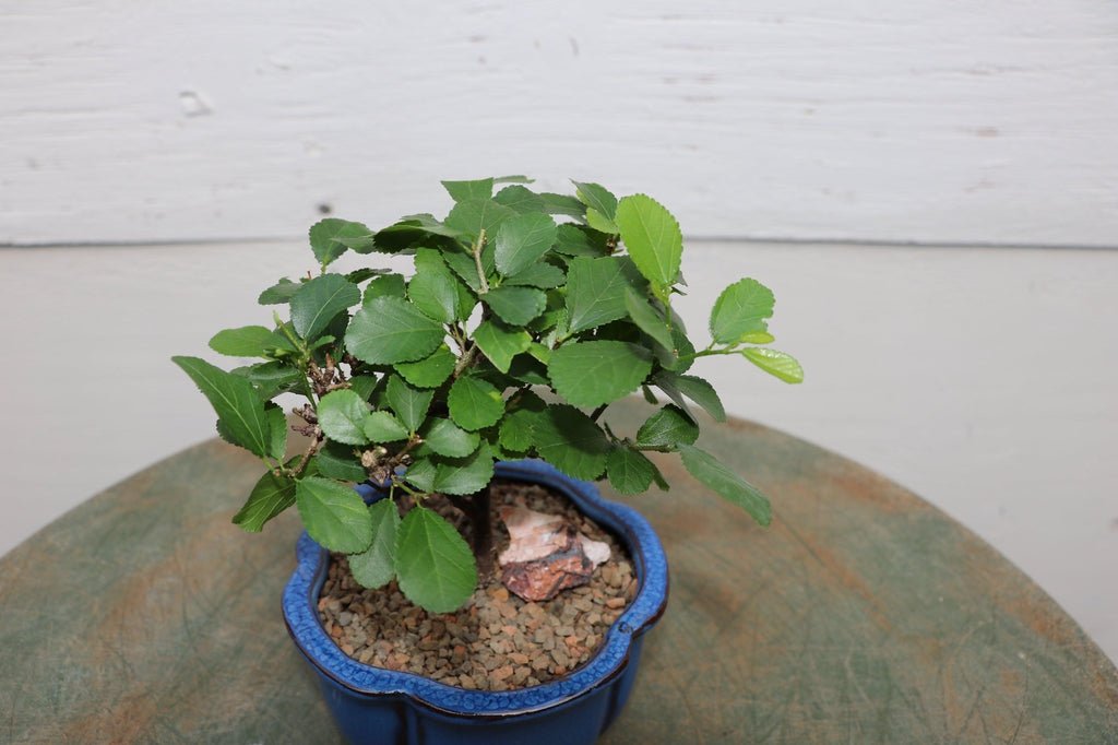 Small Lavender Star Bonsai Tree Canopy