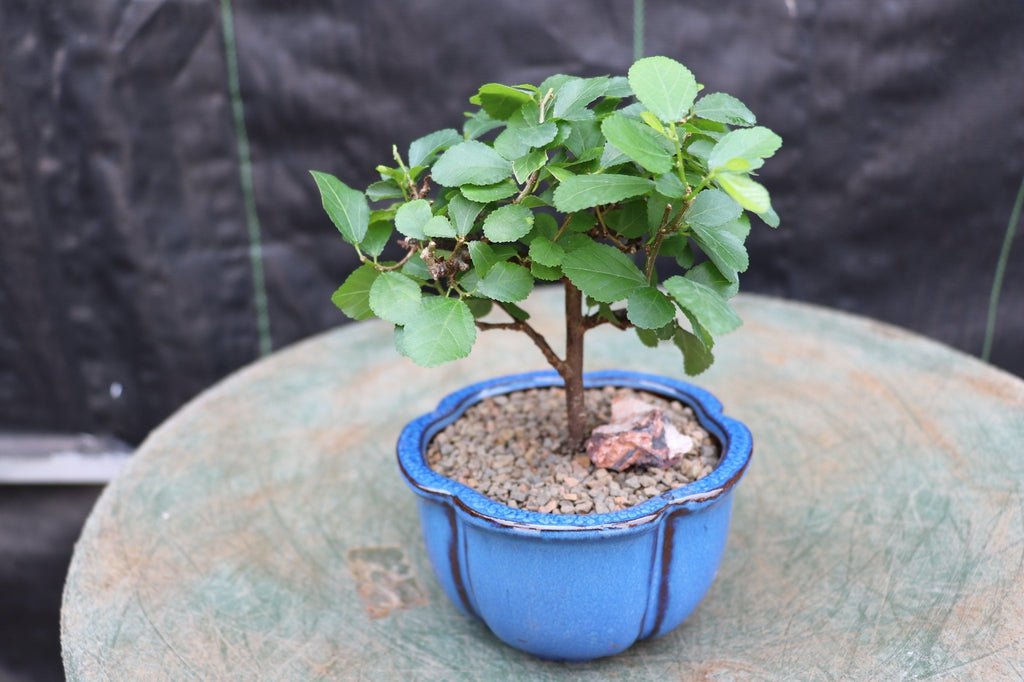 Small Lavender Star Bonsai Tree Leaves