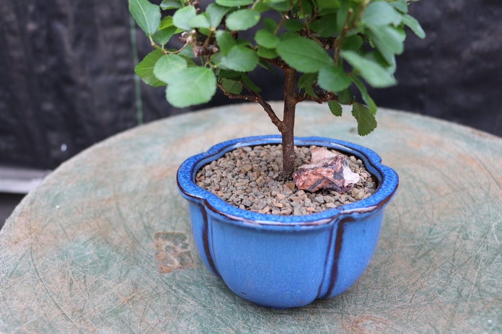 Small Lavender Star Bonsai Tree Trunk