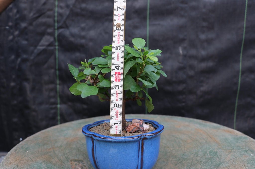 Small Lavender Star Bonsai Tree Size