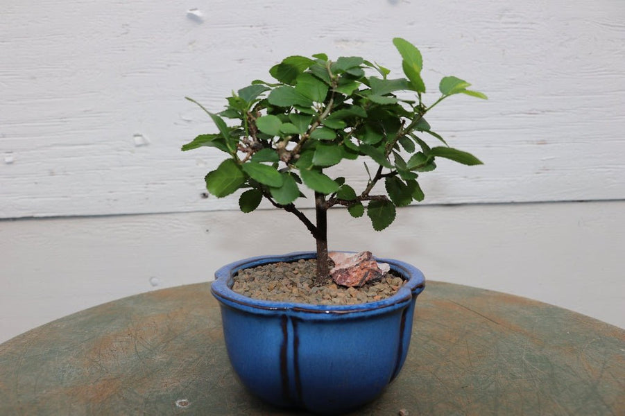 lavender tree bonsai Lavender Star Flower Bonsai Tree (Small)