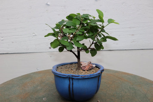 Small Lavender Star Bonsai Tree