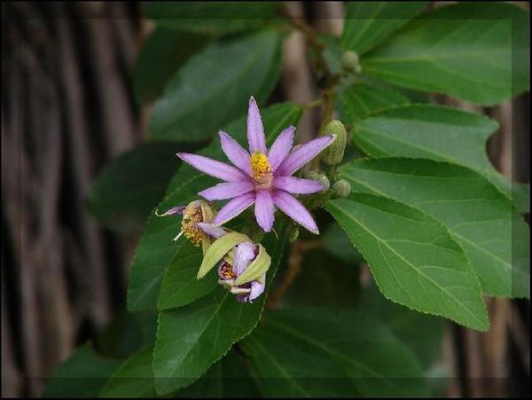 Lavender Star Flower