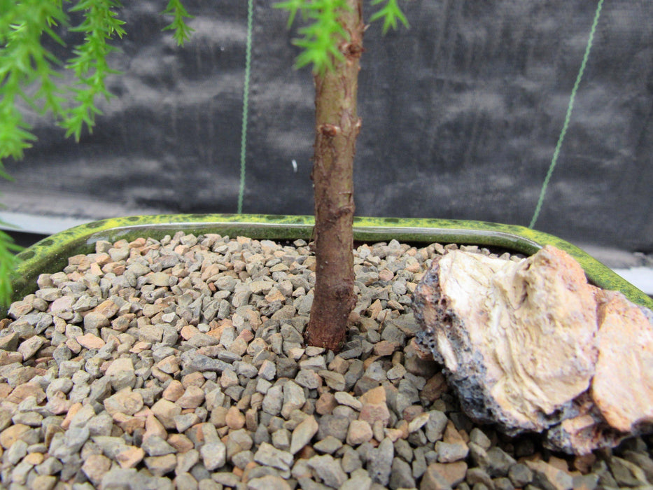 Lemon Cypress Bonsai Tree Trunk