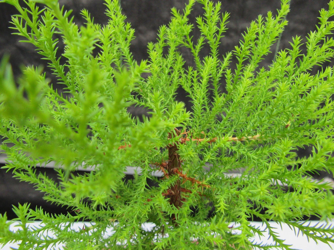 Lemon Cypress Bonsai Tree Foliage