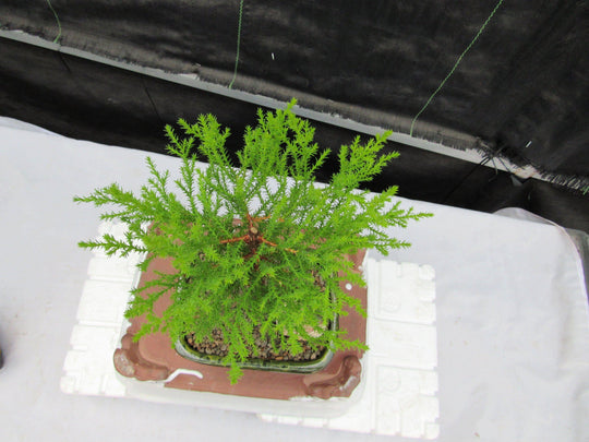 lemon cypress bonsai tree Lemon Cypress Bonsai Tree