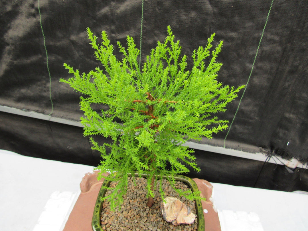 Lemon Cypress Bonsai Tree Canopy