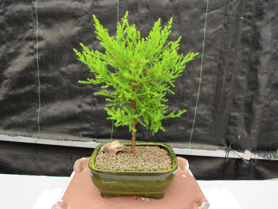 Lemon Cypress Bonsai Tree Back