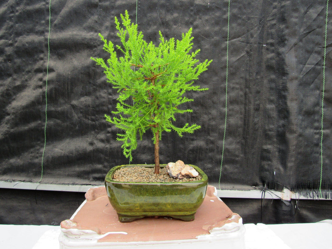 Lemon Cypress Bonsai Tree Profile