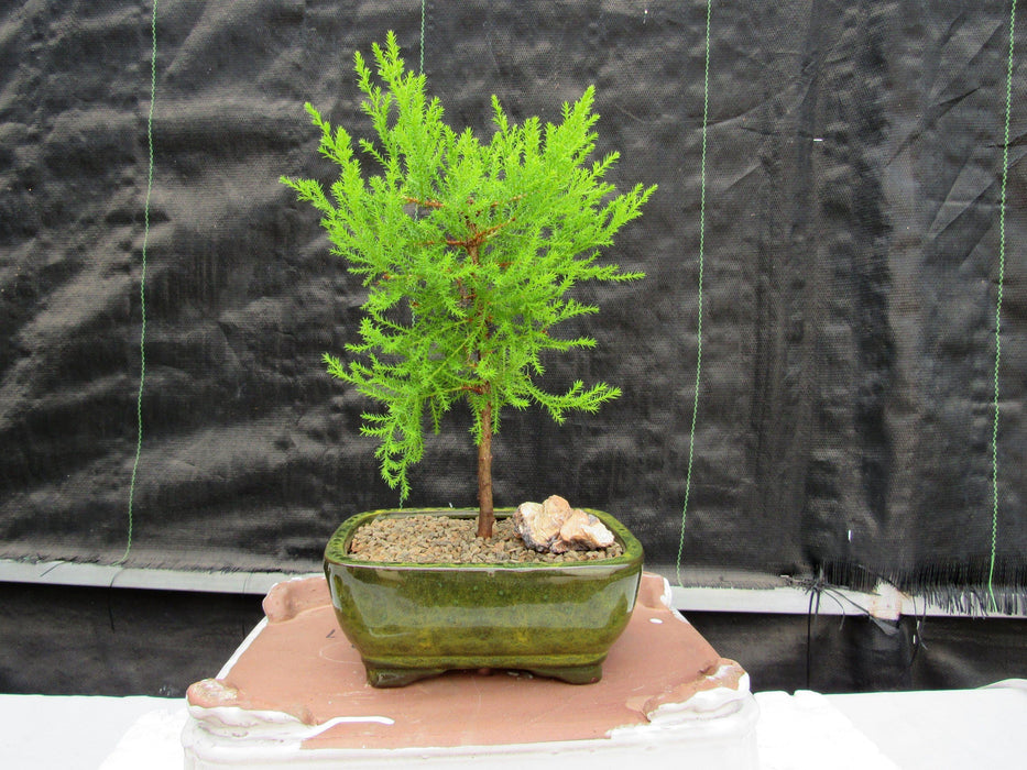 Lemon Cypress Bonsai Tree Profile