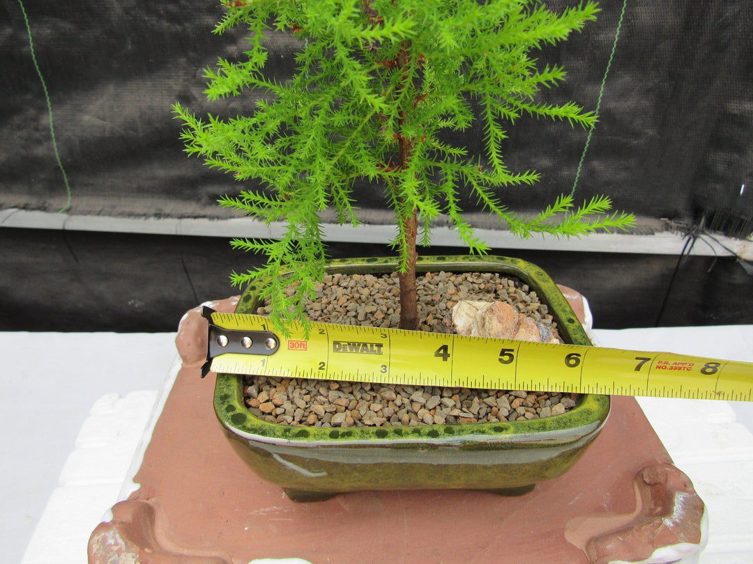 Lemon Cypress Bonsai Tree Size