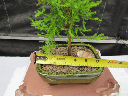 lampe bonsai Shohin Grow Light — The First LED Grow Light Built for Bonsai main image 1