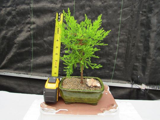 cypress lemon plant Lemon Cypress Bonsai Tree