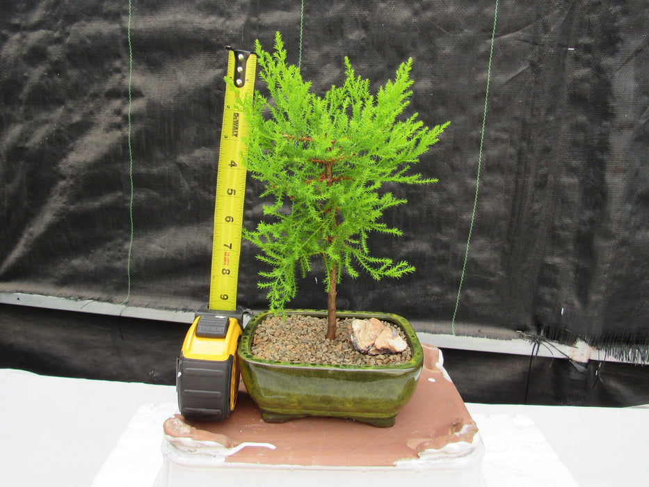 Lemon Cypress Bonsai Tree Height