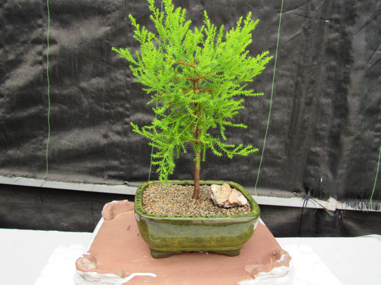bonsai lemon tree for sale Lemon Cypress Bonsai Tree