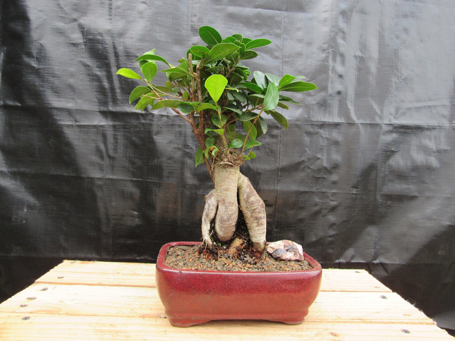 Medium Ginseng Bonsai Tree Profile