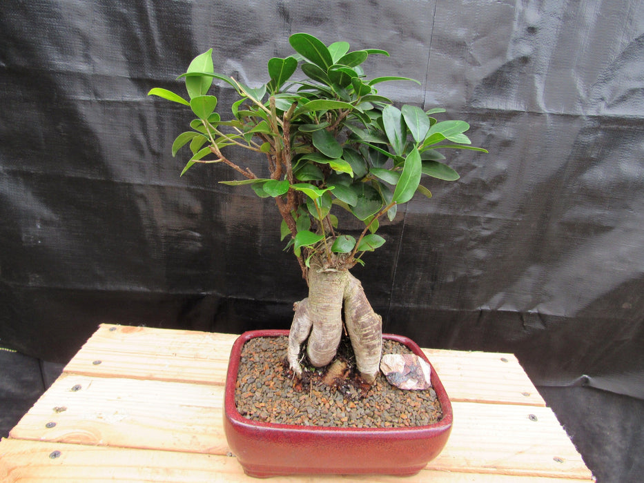 Medium Ginseng Bonsai Tree Alt