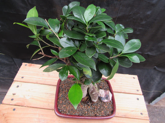 ficus ginseng bonsai perde foglie Medium Ginseng Bonsai Tree
