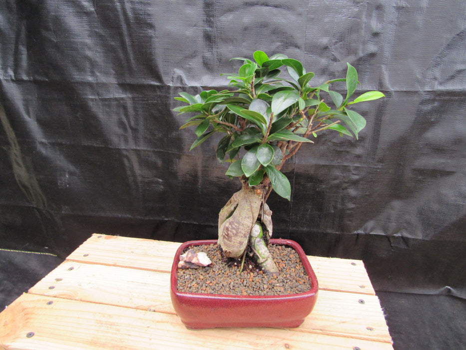 Medium Ginseng Bonsai Tree Back