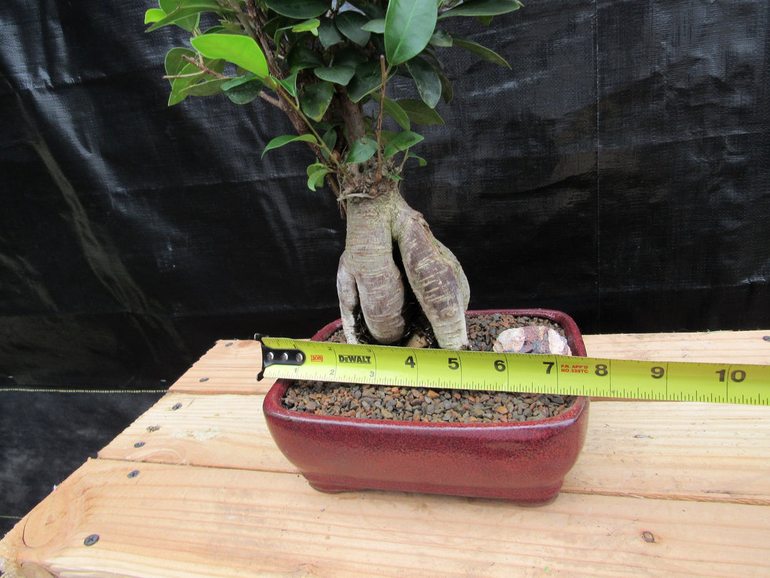 Medium Ginseng Bonsai Tree Width