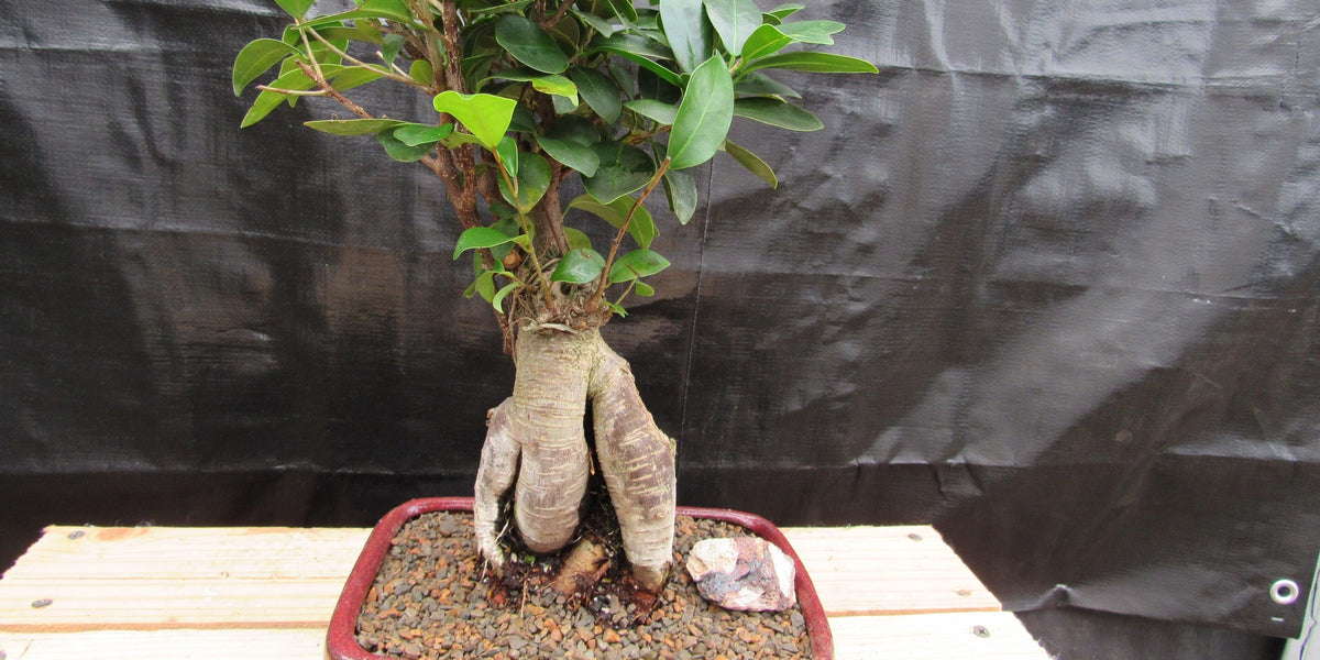 ginsei bonsai Medium Ginseng Bonsai Tree