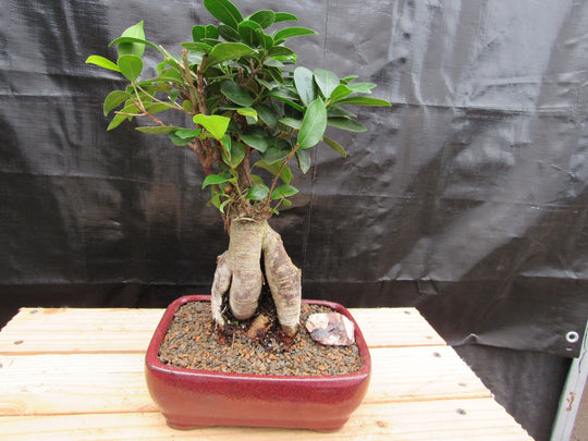 ginger bonsai tree Medium Ginseng Bonsai Tree
