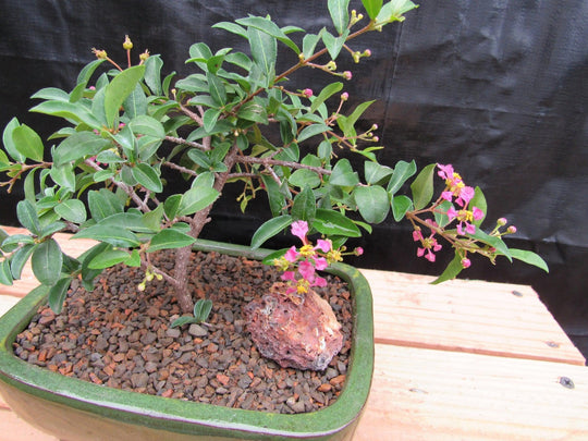 japanese flowering cherry bonsai tree for sale Medium Weeping Barbados Cherry Bonsai Tree