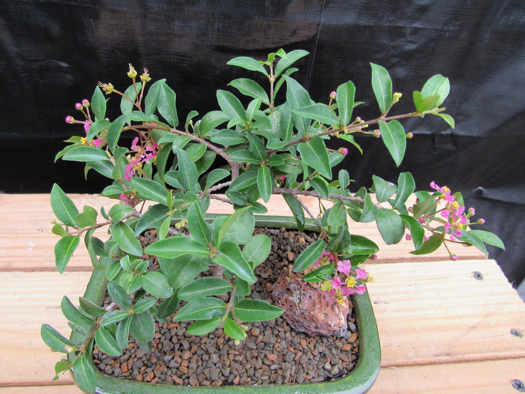 Medium Weeping Barbados Cherry Bonsai Tree Foliage