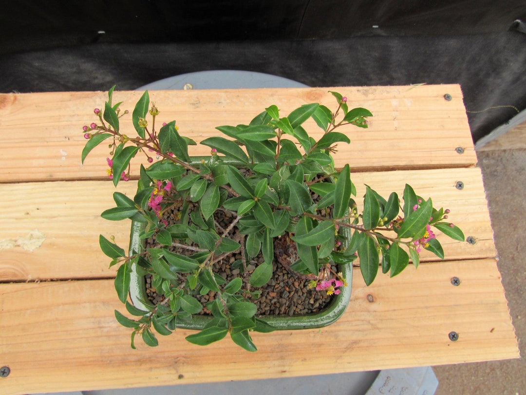 Medium Weeping Barbados Cherry Bonsai Tree Canopy