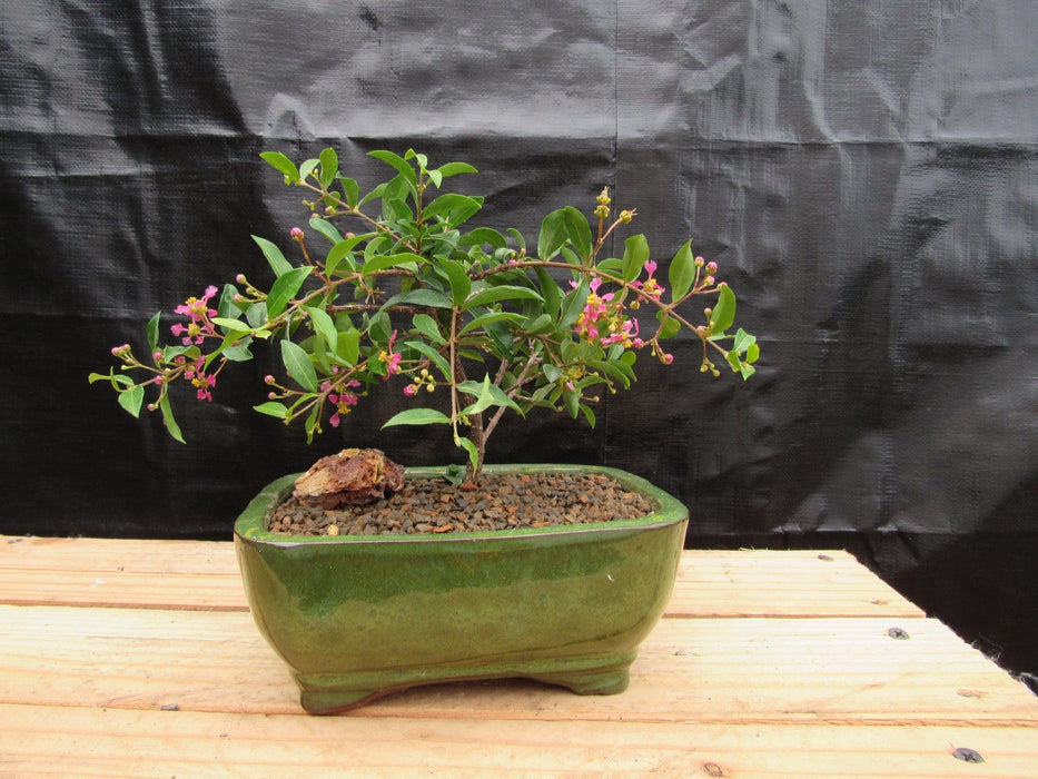 Medium Weeping Barbados Cherry Bonsai Tree Back