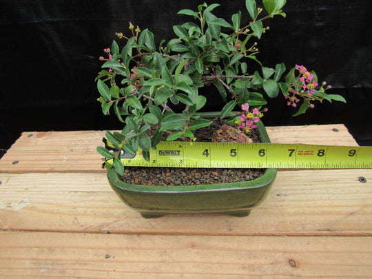 weeping cherry tree bonsai Medium Weeping Barbados Cherry Bonsai Tree