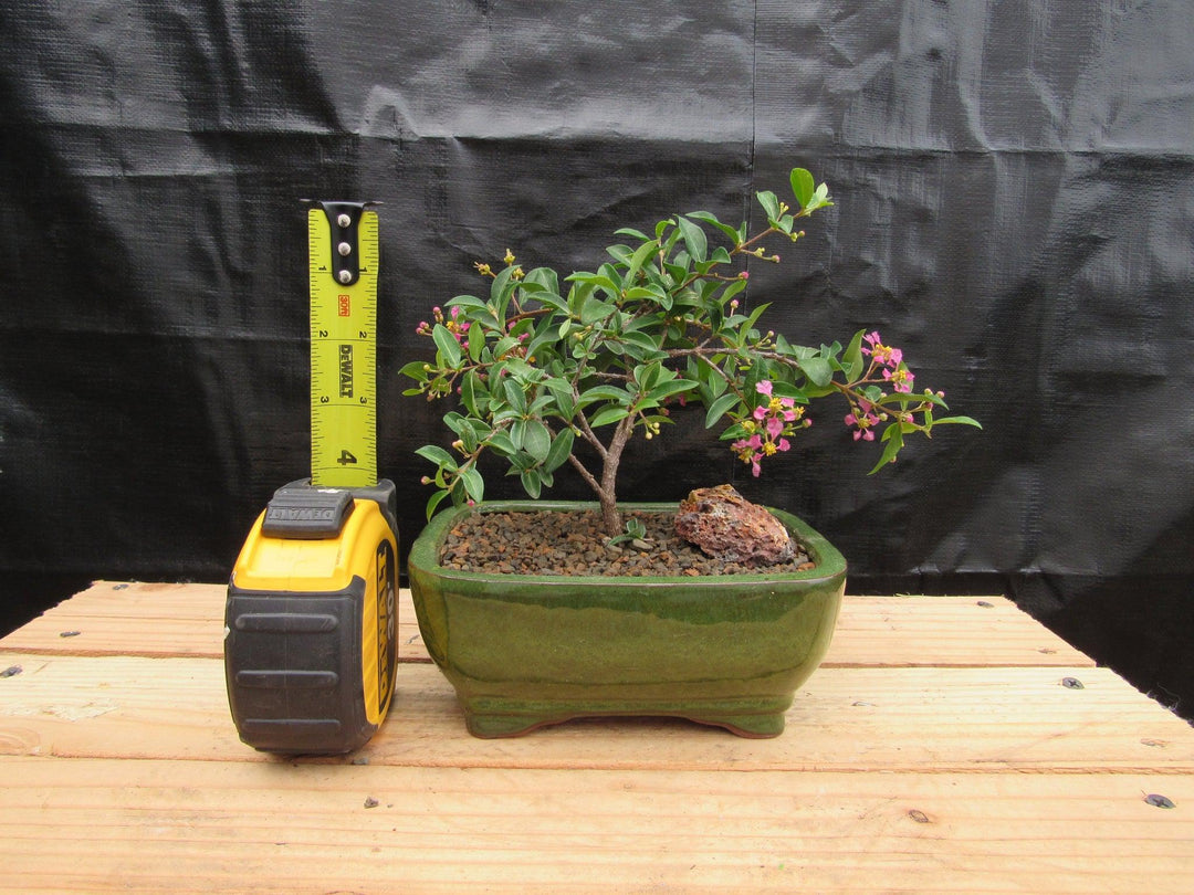 Medium Weeping Barbados Cherry Bonsai Tree Height