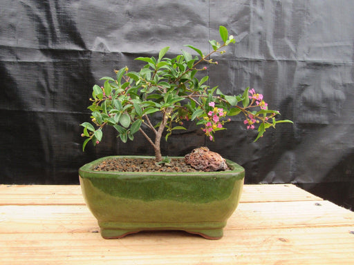 Medium Weeping Barbados Cherry Bonsai Tree Profile