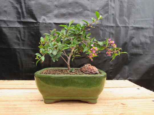 Medium Weeping Barbados Cherry Bonsai Tree