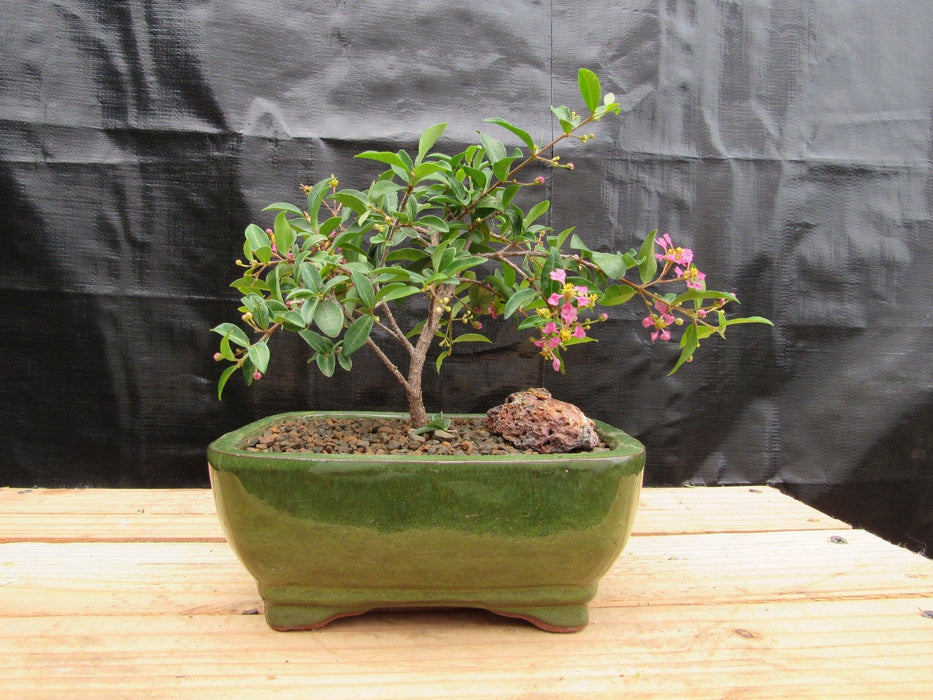 barbados cherry tree bonsai Medium Weeping Barbados Cherry Bonsai Tree