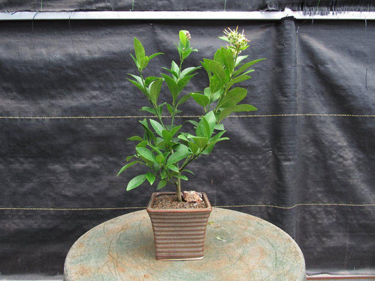 citrus bonsai tree for sale Meyer Lemon Bonsai Tree