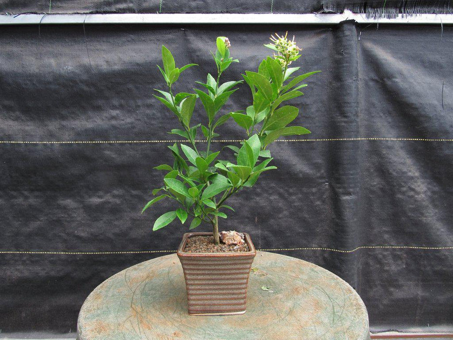 Meyer Lemon Bonsai Tree Alt