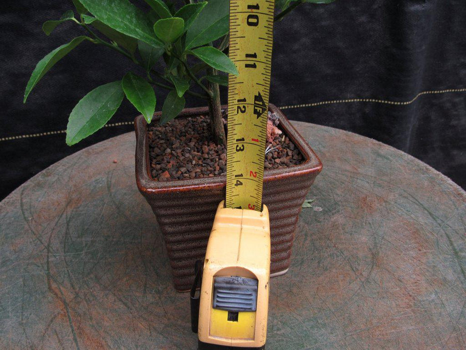 Meyer Lemon Bonsai Tree Size