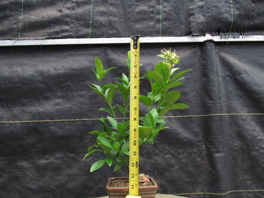 buy bonsai lemon tree Meyer Lemon Bonsai Tree