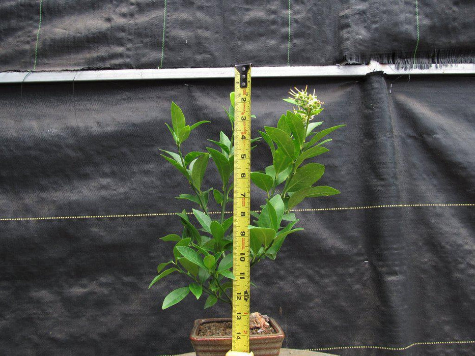 Meyer Lemon Bonsai Tree Height